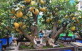 Đào Nhật Tân xuống phố 
