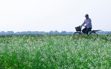Có một Mộc Châu giữa lòng Hà Nội 