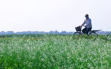 Có một Mộc Châu giữa lòng Hà Nội 