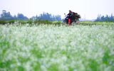 Có một Mộc Châu giữa lòng Hà Nội 