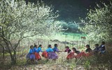 Mộc Châu mùa hoa mận nở rộ 