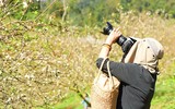 Mộc Châu mùa hoa mận nở rộ 