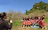 Mộc Châu mùa hoa mận nở rộ 