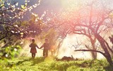 Mộc Châu mùa hoa mận nở rộ 