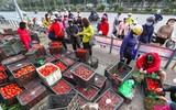 Hà Nội: Chung tay “giải cứu” nông sản cho người dân vùng dịch
