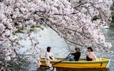 Hoa anh đào nở sớm ở Nhật Bản 