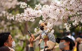 Hoa anh đào nở sớm ở Nhật Bản 