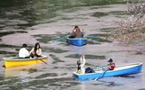 Hoa anh đào nở sớm ở Nhật Bản 