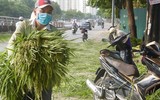 Hương cốm tháng 10 