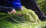 Hương cốm tháng 10 