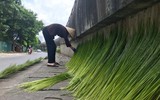 Hương cốm tháng 10 