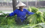 Hương cốm tháng 10 