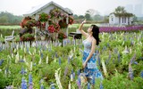 Có một cánh đồng hoa đậu lupin giữa lòng Hà Nội 