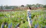 Có một cánh đồng hoa đậu lupin giữa lòng Hà Nội 