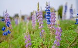 Có một cánh đồng hoa đậu lupin giữa lòng Hà Nội 