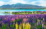 Có một cánh đồng hoa đậu lupin giữa lòng Hà Nội 
