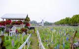 Có một cánh đồng hoa đậu lupin giữa lòng Hà Nội 