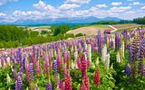 Có một cánh đồng hoa đậu lupin giữa lòng Hà Nội 