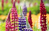 Có một cánh đồng hoa đậu lupin giữa lòng Hà Nội 