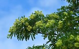 Mùa thu Hà Nội, mùa hoa sữa về 