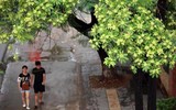 Mùa thu Hà Nội, mùa hoa sữa về 