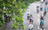 Mùa thu Hà Nội, mùa hoa sữa về 