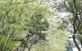 Hà Nội đẹp dịu dàng mùa hoa sưa
