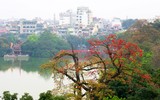 Tháng ba hoa gạo nở rồi 