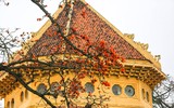 Tháng ba hoa gạo nở rồi 
