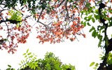 Tháng ba hoa gạo nở rồi 
