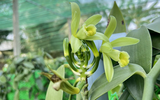 Loại cây được dùng gia vị đắt thứ hai thế giới, chỉ nở vào đúng duy nhất 1 ngày trong năm