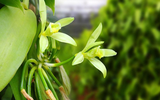 Loại cây được dùng gia vị đắt thứ hai thế giới, chỉ nở vào đúng duy nhất 1 ngày trong năm
