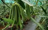Loại cây được dùng gia vị đắt thứ hai thế giới, chỉ nở vào đúng duy nhất 1 ngày trong năm