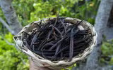Loại cây được dùng gia vị đắt thứ hai thế giới, chỉ nở vào đúng duy nhất 1 ngày trong năm