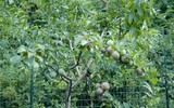 Kỳ lạ về loài cây cho ra 40 thứ quả khác nhau trong cùng một mùa