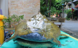 Loài 