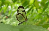 Ấn tượng về loài 