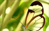 Ấn tượng về loài 