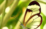Ấn tượng về loài 