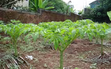 Loài cây ra hoa kỳ dị, được làm món ăn cực ngon và là dược liệu quý
