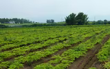 Loài cây ra hoa kỳ dị, được làm món ăn cực ngon và là dược liệu quý
