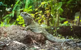 Loài thằn lằn quý hiếm có từ thời khủng long, hiện đang tồn tại ở Newzealand