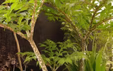 Loài cây ra hoa kỳ dị, được làm món ăn cực ngon và là dược liệu quý