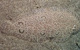 Đố tìm thấy các loài vật khi đã ngụy trang trong tự nhiên