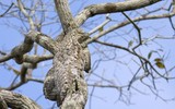 Đố tìm thấy các loài vật khi đã ngụy trang trong tự nhiên