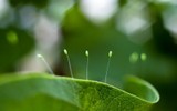 Truyền thuyết về loài hoa gắn với nhà Phật, 3.000 năm mới nở, tượng trưng cho sự may mắn