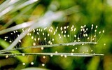 Truyền thuyết về loài hoa gắn với nhà Phật, 3.000 năm mới nở, tượng trưng cho sự may mắn