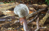 Sóc 