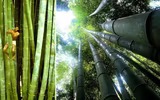 Loài tre rồng khổng lồ được ví như tre Thánh Gióng