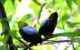 Những loài động vật lãng mạn và gắn bó với nhau trọn đời